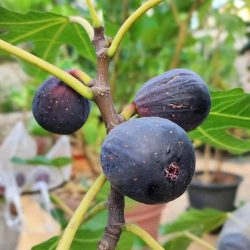 feigenbaum obstbäume säulenobst dekopflanzen hochbeete für garten pflanzenkübel pflanztöpfe zimmerbonsai bonsai steingartenpflanzen obstsamen baumsamen kräutergarten säulenobstbäume 30samen
