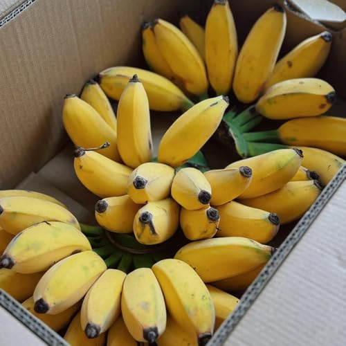 banano - banane Coltivare ver appartamento semi di banana semi di per la decorazione del giardino all'aperto balcone esotico a prova d'inverno vaso 100semi