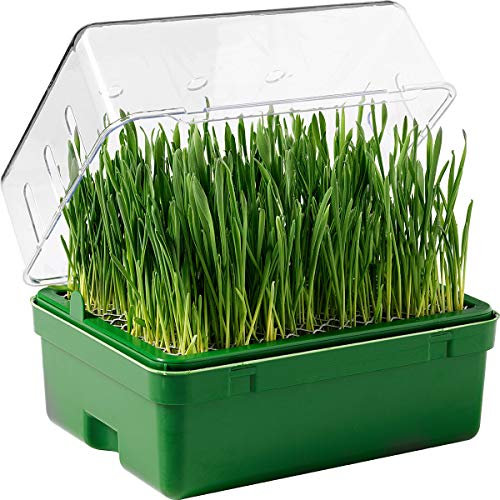 Joschua - Das grüne Gewächshaus