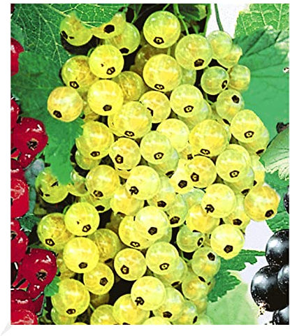 BALDUR Garten Johannisbeeren 'Goldgelbe Versailler', 1 Strauch, Ribes sativa Johannisbeerstrauch Beerenobst winterhart, pflegeleicht, selbstfruchtend, große essbare Früchte