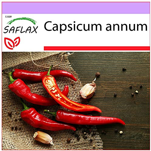 SAFLAX - Chile de cayenne - 20 semillas - Capsicum annum