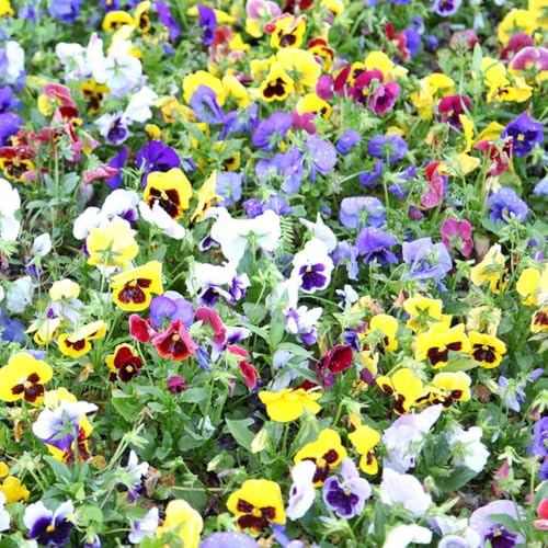 pensamientos invernaderos de balcón jardín de interior semillas prados silvestres semillas perennes arbusto mariposas interior exóticas reales en 650pcs