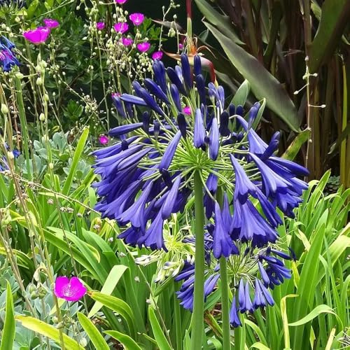 compre semillas de agapanthus, lirio resistentes, trepadoras, orgánicas resistentes para jardín, silvestres 100pcs