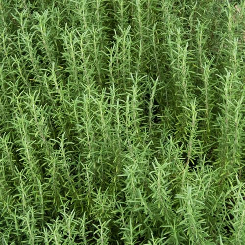 Semillas de ajedrea - jardín raras interior exóticas la bancal elevado interior jardín rocas balcón 400pcs