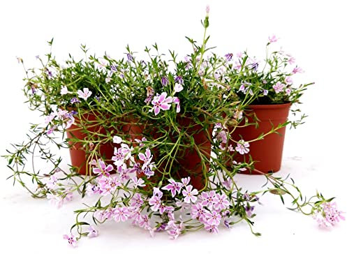 POWERS TO FLOWERS - PHLOX, FLOX ROSA BICOLORE, 3 PIANTE, VASO 13CM, Piante Vere