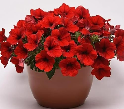1 Pack of 25 SEEEDS Grandiflora Red Petunia