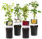 GreenboutiQ - Rosier grimpant - Rosa Rainbow - Fleurs Rose Blanc Jaune Rouge - Peu d'entretien - 4 plantes - Pot 11cm Hauteur 40cm