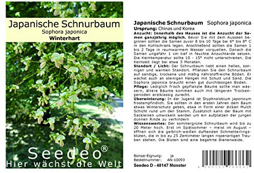 Seedeo® Japanische Schnurbaum (Sophora japonica) 30 Samen