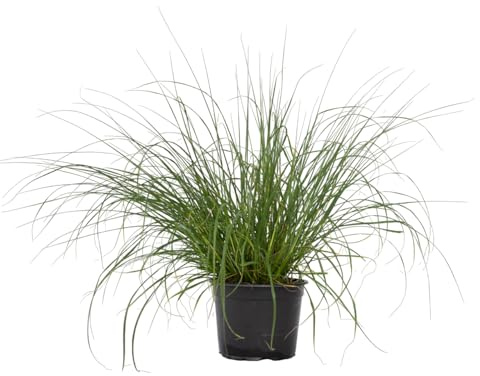 Plant in a Box - Pennisetum alopecuroides Hameln - erba piuma perenne Resistente - erba ornamentale - Vaso 23cm - Altezza 20-30cm