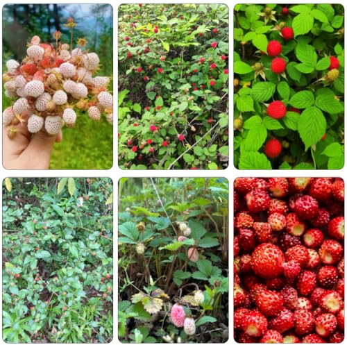 fresa silvestre silvestres semillas Fragaria vesca interior Camas elevadas para el jardín columnares bonsái semillas jardín 15pcs