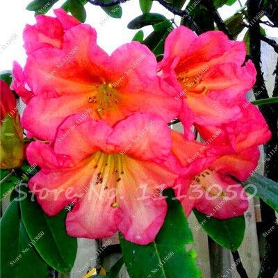 16: 50 Teile/beutel Japanische Azalee Samen Rhododendron Azalee Blumensamen Baum Samen Abdeckung Blume 15 Farben Bonsai Diy Pflanze Hausgarten : Seeds Only