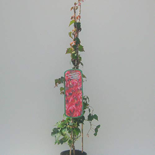 wilder Wein Parthenocissus tricuspidata Veitchii 60-100 cm hoch im 2 Liter Pflanzcontainer