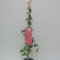 wilder Wein Parthenocissus tricuspidata Veitchii 60-100 cm hoch im 2 Liter Pflanzcontainer