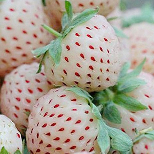 Imixcity 50 Semillas Raro Delicioso Fresa Frutas Jardín Granja Plantas Blanco