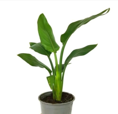 Planta bebé Strelitzia Regina, 30 cm. Ave del Paraíso. Planta compacta con hojas grandes y elegantes, ideal para interiores. Segura Garden.