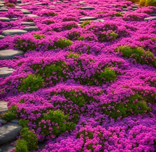 19000 Creeping Thyme Seeds, Wild Thyme Plant Rock Cress Ground Cover Flower, Wildflower Seed Carpet Evergreen Plant for Landscaping, Lawn Alternative