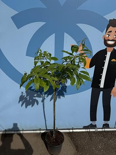 Sunny Tree Châtaignier (Castanea sativa), 150 cm, résistant au froid et comestible, noyer robuste pour le jardin et la terrasse