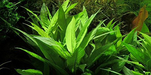 Hygrophila corymbosa - Live Plante pour Aquarium