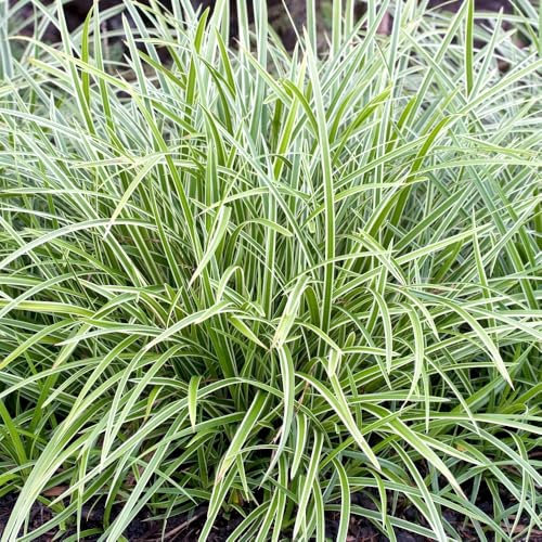 Carex Ice Dance x 3 Sedge Plants in 9cm Pots - Evergreen Ornamental Grass Plants (3 Plants)