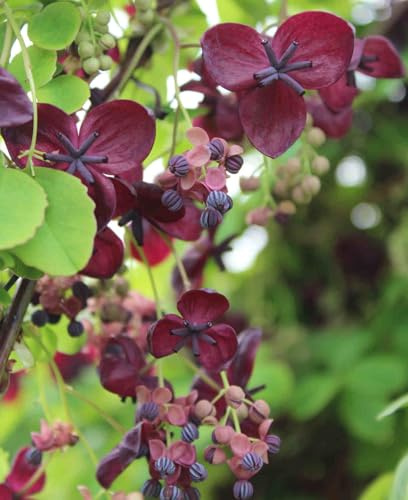 Akebia quinata - Chocolate Vine. A Rare, Purple-Flowering Vine which Will Bring Beauty in Your Garden 1 x 9cm Pot.