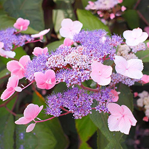 Hydrangea aspera 'Hot Chocolate' Deciduous Flowering Outdoor Garden Shrub (20-30cm (Incl. Pot))