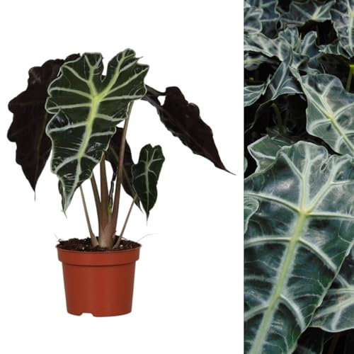 Alocasia Polly - Elephant Ear Plant in 12cm Pot - 30-40cm in Height - Evergreen House Plant