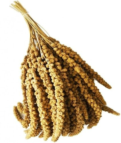 Spighe di panico 1kg, Snack per Uccelli Esotici, Cocorite, Pappagallini, Inseparabili, Canarini e Cardellini