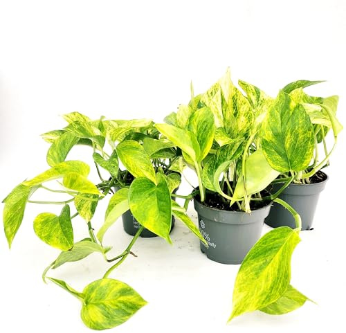 POWERS TO FLOWERS - POTHOS NEON QUEEN, 3 PIANTE v12cm, piante vere