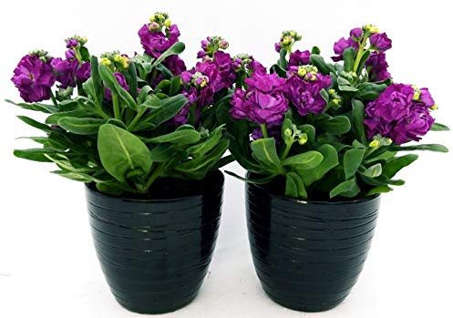 POWERS TO FLOWERS - VIOLACIOCCA A FIORE DOPPIO, LILLA E ROSA INTENSO, IN VASO CERAMICA NERO A RIGHE, 2 PIANTE, piante vere