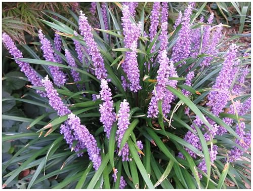 Stauden Gänge 5 x Liriope muscari 'Royal Purple' Lilientraube winterhart | Purpurnes Ziergras für Sonne bis Halbschatten, Blüte August bis Oktober, mehrjährig, 1 L Topf (11x11 cm)
