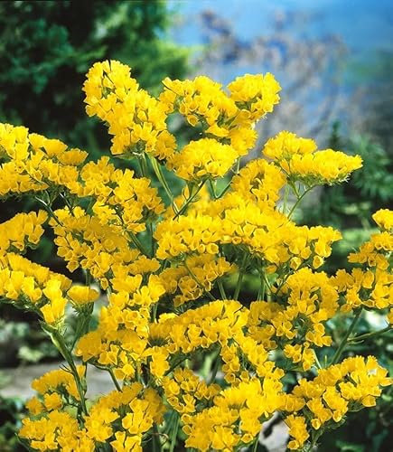 100 Graines de Limonium sinuatum - Statice Jaune - Fleur Superbe Jaune Lumineuse - Vivace - Jardin - 307