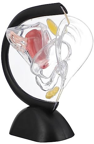 OKUMEYR Anatomisches Gebärmuttermodell Skalierung Transparentes Pvc Modell Für Medizinische Ausbildung Und Patientenaufklärung