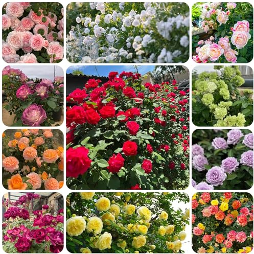 rosal de interior raras rosas trepadoras semillas de silvestres sombra jardín semillas pradera Decoraciones jardín al aire libre,. Decoración 450semillas