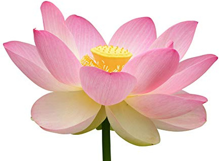 Winterharte Lotus Blumen -Mischung- *Pink und Weis* (Nelumbo nucifera) 6 Samen -Getrennt Verpackt- Von Samenchilishop !!!