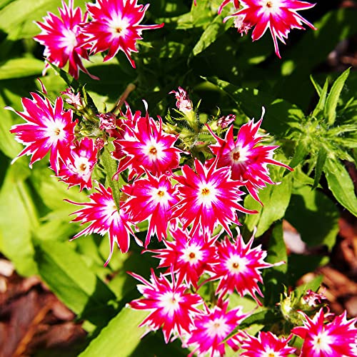 semi di phlox rampicanti giardino sul balcone biologiche resistenti decorazione del soggiorno raro giardino roccioso recisi decorazioni per 30pcs