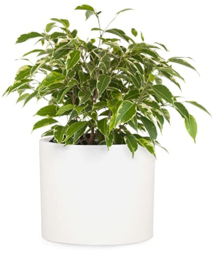 Fox & Fern Plant Pot, Large Plant Pots for Indoor & Outdoor, UV & Frost Resistant Plant Vase with Drainage Plug, Fiberstone, Large Indoor Pots for Plants & Flowers, House Indoor Plant Pot, Single Pot