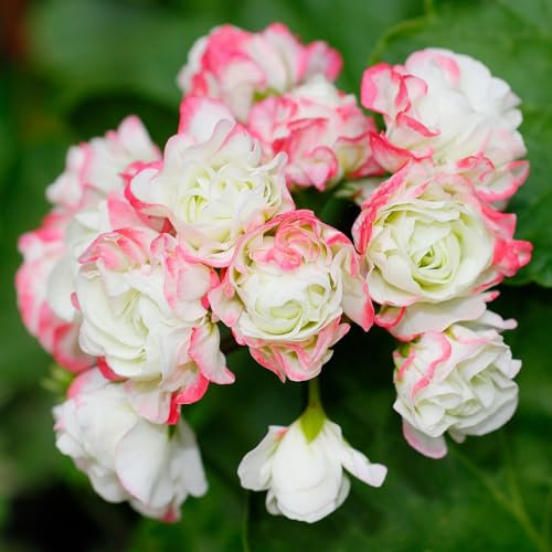 Geranium Apple Blossom - Hardy Geraniums Garden Ready Plug Plants for Planting Now UK - Flowering Bedding Plants Outdoor Garden Ready to Plant - 6 Pack