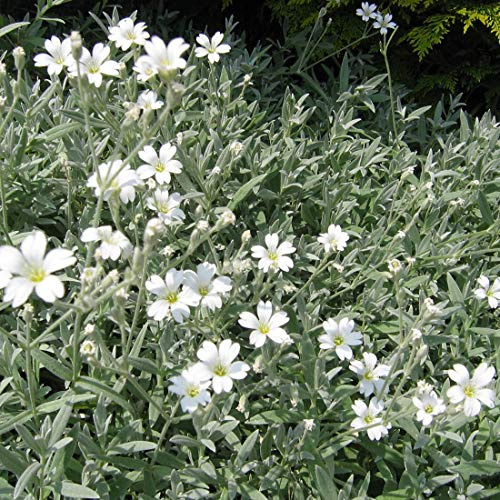 6 x Cerastium Tomentosum 'Columnae' - Niedriges Hornkraut Columnae Topf 9x9cm