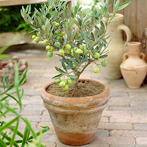 Olea Europaea Olivenbaum - Premium Gesunde Immergrüne Fruchtpflanze für den Innenbereich 14cm Topf