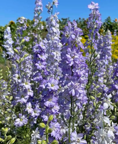 Larkspur Limelight Lilac - Delphinium consolida 30 Seeds