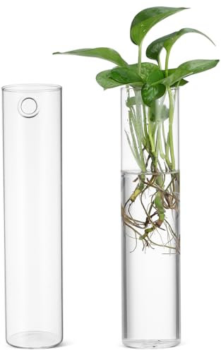BESPORTBLE 2stücke Glas Wandvase Zylinder Zum Aufhängen Für Zimmerpflanzen Terrarienpflanzenhalter Durchsichtiges Glas Pflanzentopf Wandpflanzgefäß Innenbereich Heimdekore