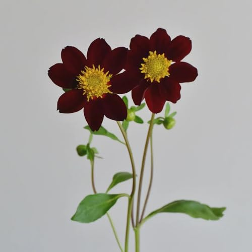 6Bulbi dalie tuberi cipolle rustica perenne, giardino estate di campo, decorazione primaverile, rara decorazione