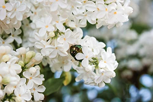 20 Graines de Lilas Japonais Syringa reticulata Japanese tree lilac seeds:Seeds only