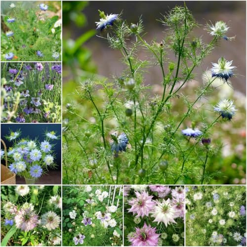 vergine in lo verde - semi di perenni balcone giardino coperto interno resistente prato bonsái nigella sativa 250pcs