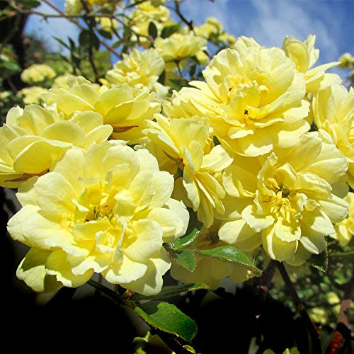 Heirloom Roses Nearly Thornless Rose Plant - Lady Banks Yellow Rose Bush, Climbing Roses Live Plant for Planting Outdoors
