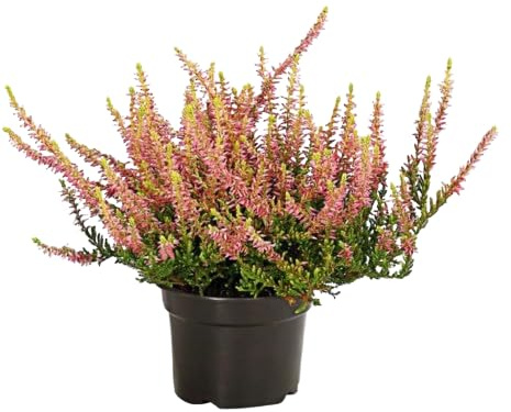 Brezo Natural - Planta Arbustiva para Exterior - Mix Color - Riego Moderado