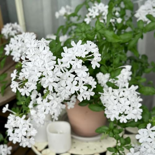 Bleiwurz - bonsai balkon balkonpflanzen winterhart steingartenpflanzen balkon deko kletterpflanzen 50samen