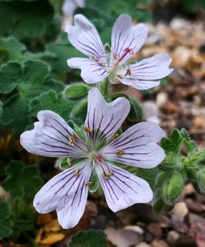 storchschnabel storchenschnabel exotische winterhart bio bodendecker gartenkräuter 350samen