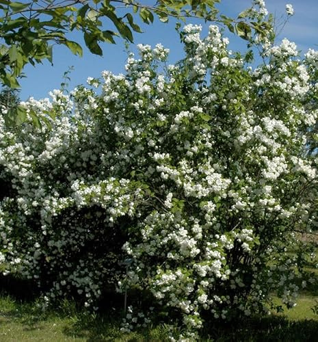 Zwerg Jasmin Little White Love® 30-40cm - Philadelphus coronarius - lebende Gartenpflanze aus den Baumschulen