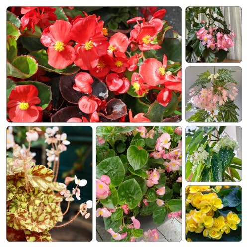 semillas de begonia - extraño balcón invernadero interior ornamentales con Decoraciones jardín exteriores Variedades antiguas y 550pcs